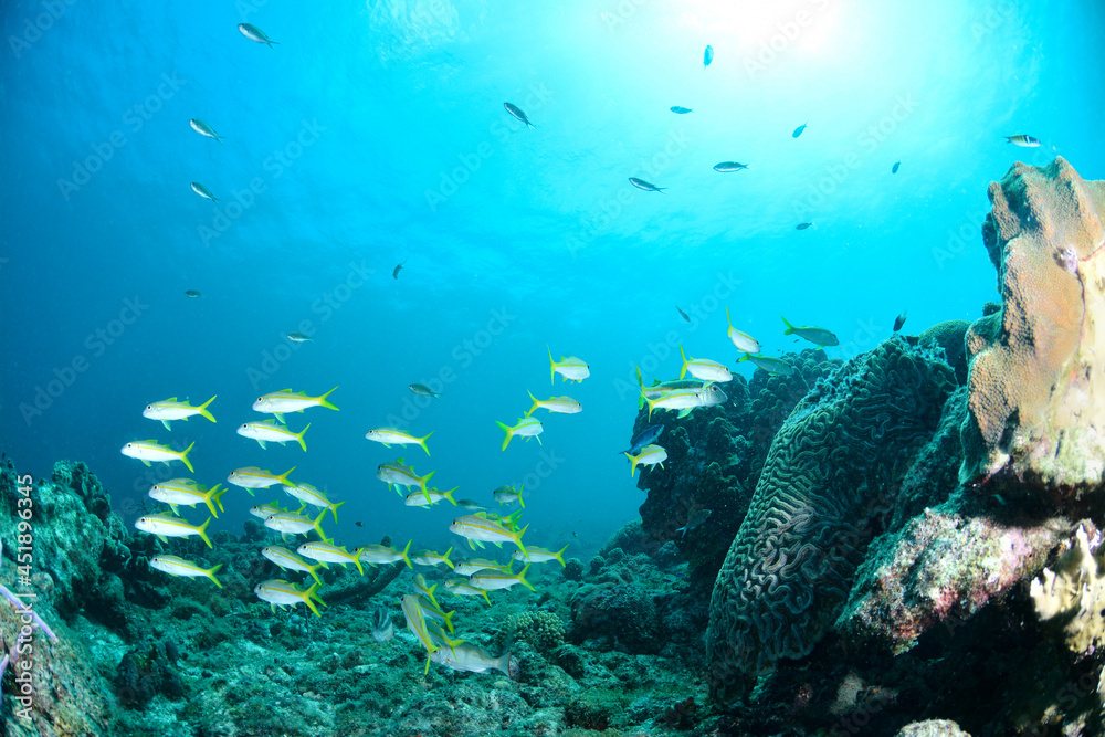 Obraz premium Underwater scene with school of fish, coral reef and blue ocean in the background
