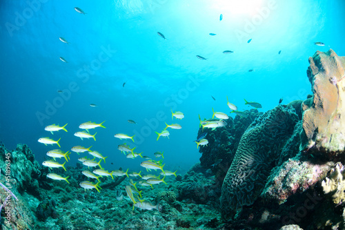 Underwater scene with school of fish, coral reef and blue ocean in the background