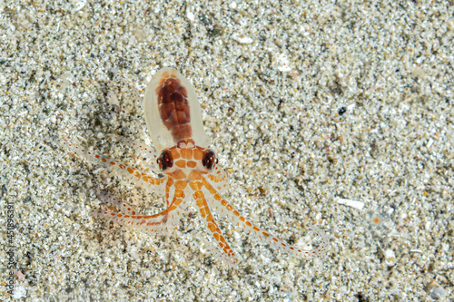 Juvenille baby octopus