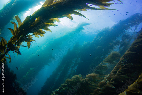 Wide angle photo of the clear blue Pacific Ocean within a healthy kelp forest