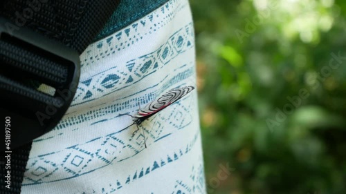The Cramer's Eighty-night (Diaethria clymena), a Black and Red Butterfly Resting on the Shirt of a Man photo