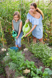 Daughter helps mom and father to water plants from watering can in a farm field