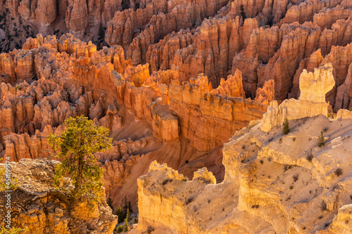 Lone Tree and Bryce Hoodoo Glow