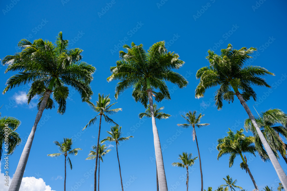 Palm tree and Sky