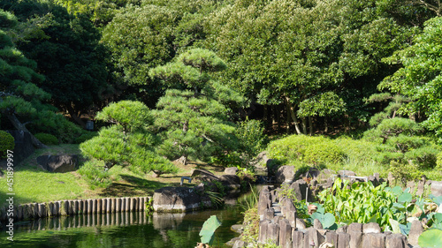 日本庭園に生える松。日本のイメージ。
