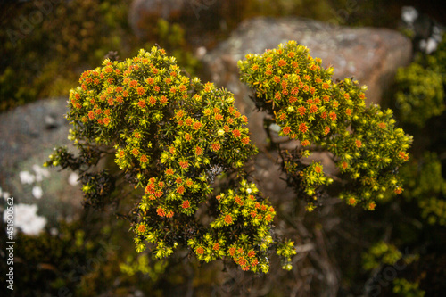 Flowering scoparia on kunanyi Mount Wellington, Tasmania, Australia photo