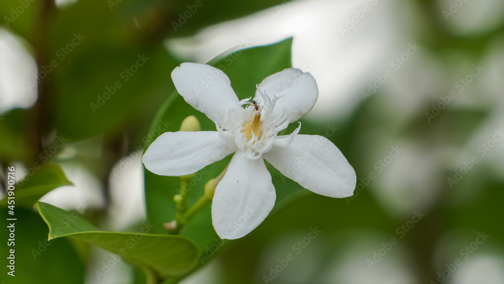 Close-up photo of gardenia flowers in the morning. Close-up photo of gardenia flowers in the morning.