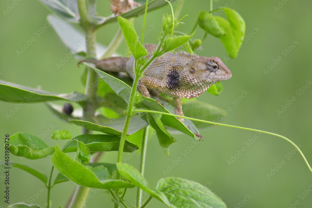 Fototapeta premium Female chameleon she is pregnant. She looking for a place to lay eggs.