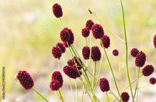 A medicinal wild plant burnet with burgundy globular flowers on a sunny summer day on the shore of the Siberian Baikal Lake on Olkhon Island. Natural floral background (Lat.Sunquisorba officinalis) photo