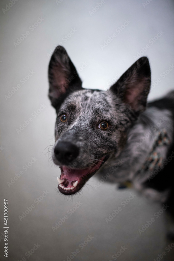 Blue heeler pup portrait