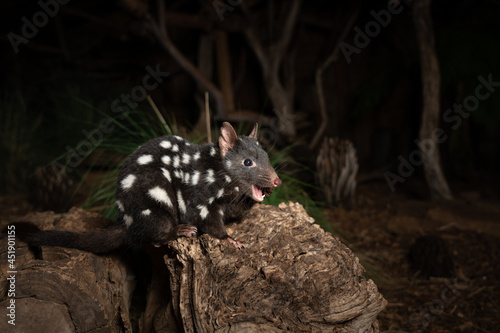 Closeup shot of an Eastern Quoll, Dasyurus viverrinus in Tasmania, Australia photo