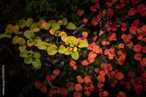 Autumn leaf colors of Nothofagus Gunnii, Fagus tree in the highlands of Tasmania, Australia photo