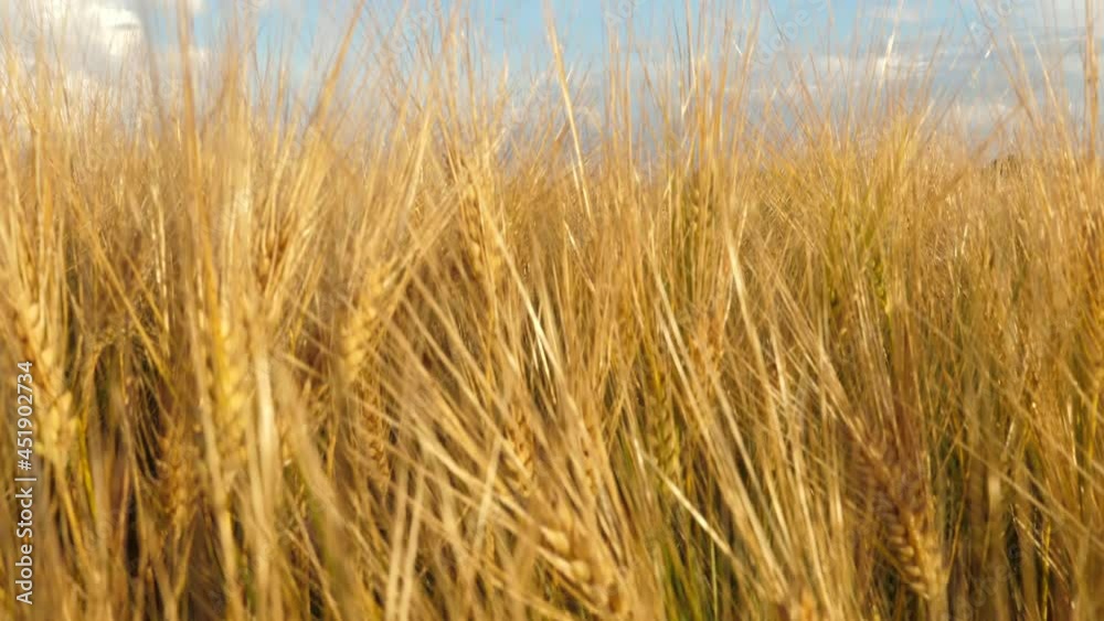 Gold wheat field in summer. Ripe grain ear plants. Rural natural landscape at countryside Gold wheat field in summer. Ripe grain ear plants. Rural natural landscape at countryside