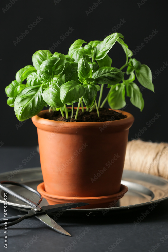 Fototapeta premium Fresh basil in pot and scissors on dark background