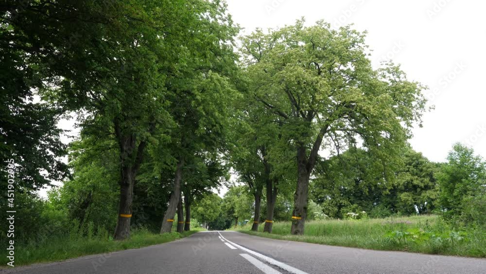 Alley with old trees along asphalt road, green corridor, Kaliningrad Region, Russia Alley with old trees along asphalt road, green corridor, Kaliningrad Region, Russia