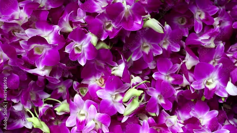 pink phalaenopsis orchid thai flower market thailand pink phalaenopsis orchid thai flower market thailand