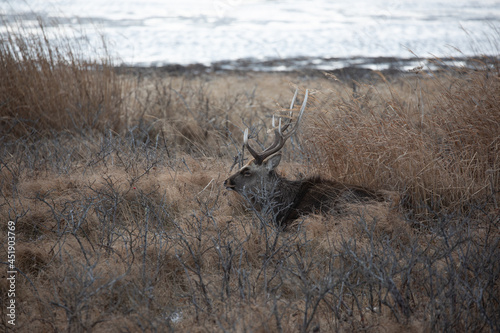 半島のエゾシカ