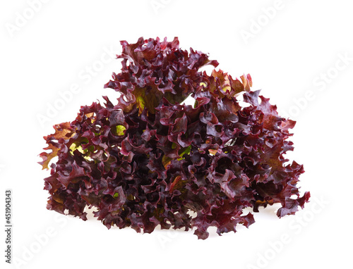 red coral salad or lettuce isolated on the white background