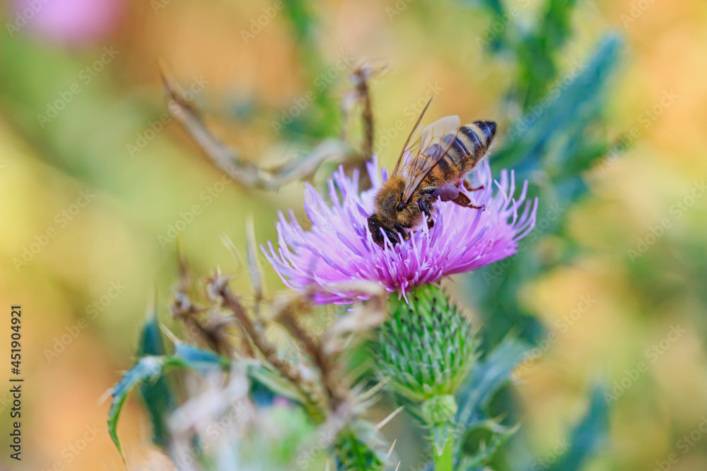 honey bee picks up pollen on flower thorns honey bee picks up pollen on flower thorns