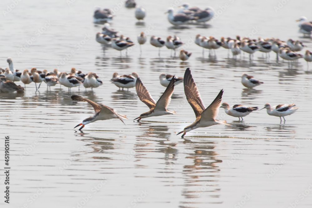 Black Skimmer skimming the water for food Black Skimmer skimming the water for food