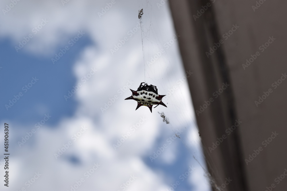 Orb Weaver w Web