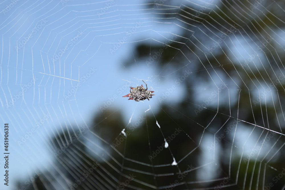 Orb Weaver w Web