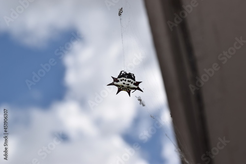 Obraz na płótnie Orb Weaver w Web w salonie