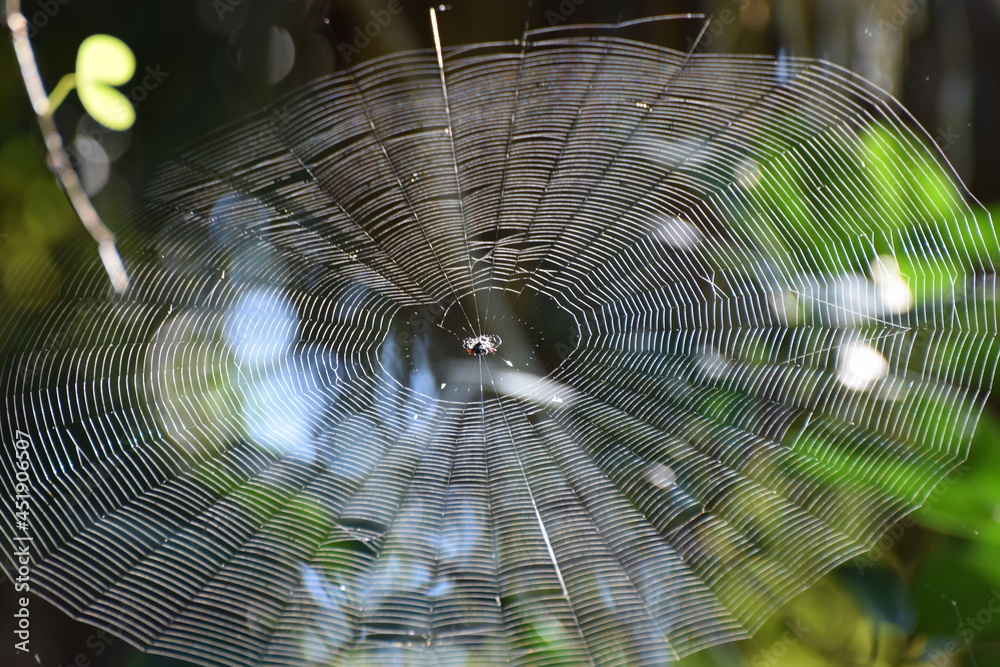 Orb Weaver w Web