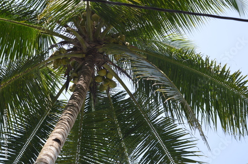 coconut tree photographed from below