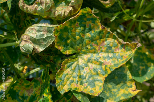 Cucumber leaves infected by downy mildew (Pseudoperonospora cubensis) in the garden. Cucurbits disease. photo