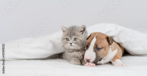 Miniature Bull Terrier puppy and tiny kitten sit together under warm blanket on a bed at home. Empty space for text