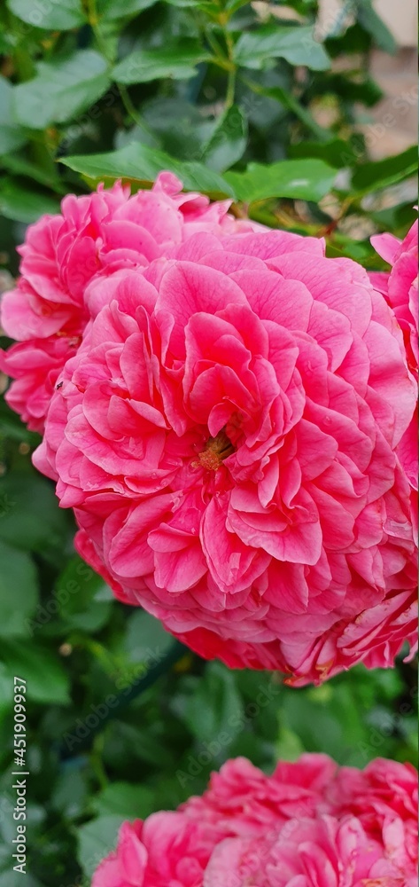 Fototapeta premium pink rose flower