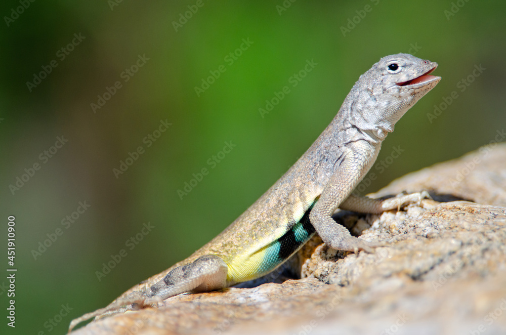 Zebra Tailed Lizard