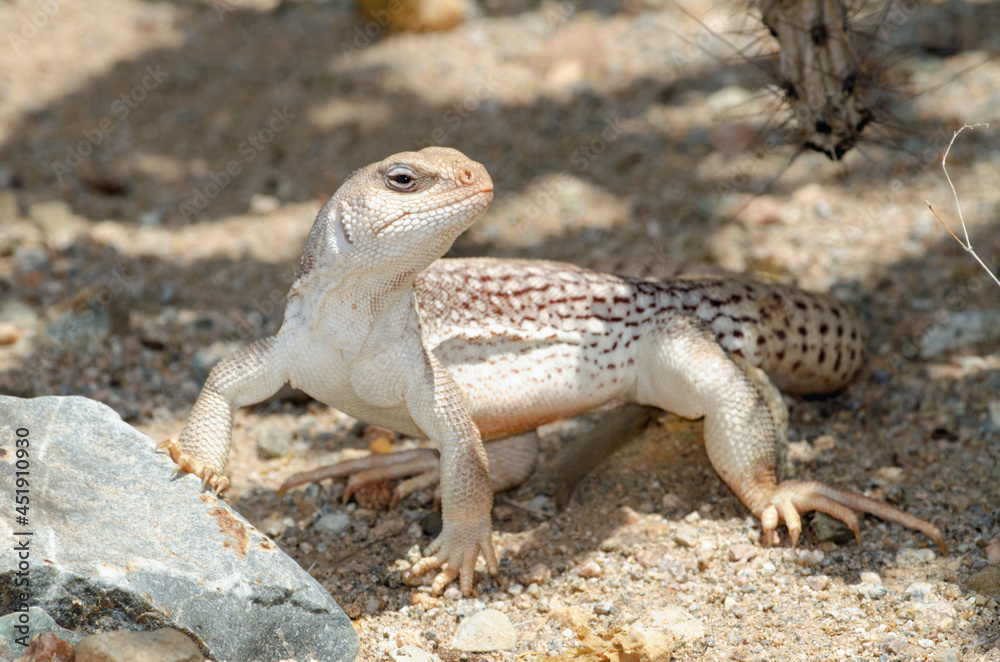 Desert Iguana (Dipsosaurus dorsalis) Desert Iguana (Dipsosaurus dorsalis)