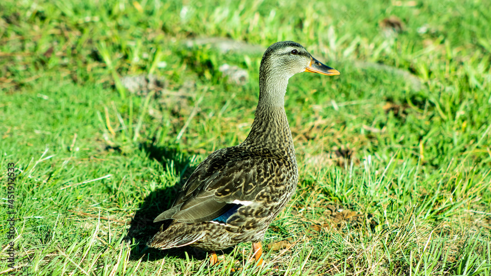 duck on the grass duck on the grass