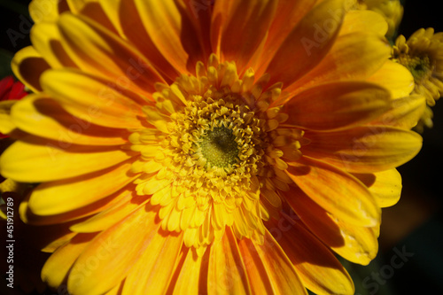 Yellow Gerbera Flower