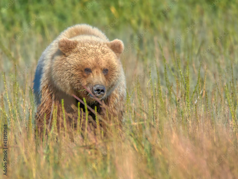 Obraz premium Alaskan Coastal Brown Bear