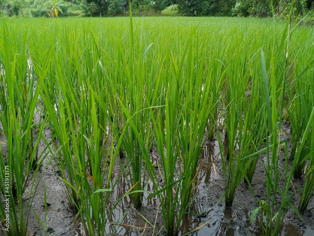 Rice Fields Rice Fields