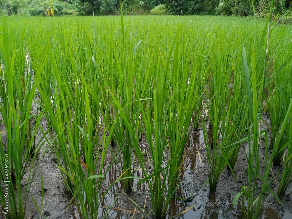 Rice Fields