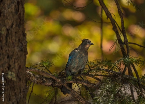 This image shows a blule wild steller's jay (Cyanocitta stelleri) bird perched on a Yosemite forest tree branch. © Gypsy Picture Show