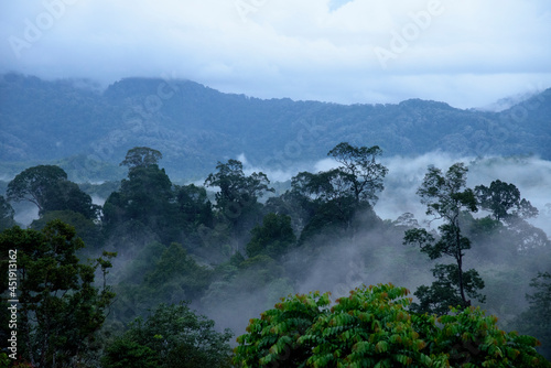 mist  cloud and fog hanging over a lush tropical rainforest.