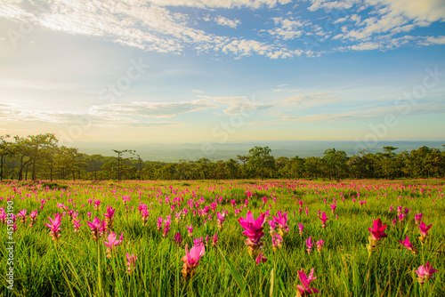 Beautiful landscape pink flower with grass and sun.