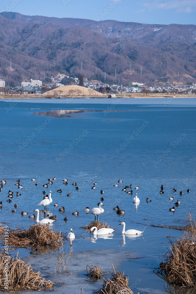 諏訪湖　凍った湖と水鳥