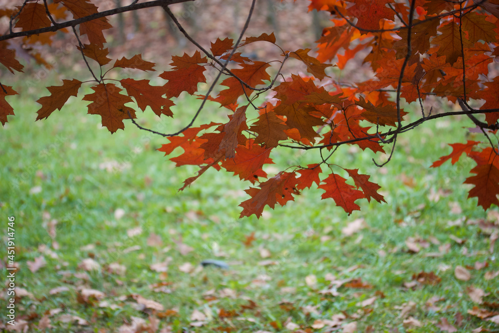 Autumn leaves of canadian oak on the tree. Red Oak in autumn. The background is blurred. Shot with a big shot. Autumn leaves of canadian oak on the tree. Red Oak in autumn. The background is blurred. Shot with a big shot.