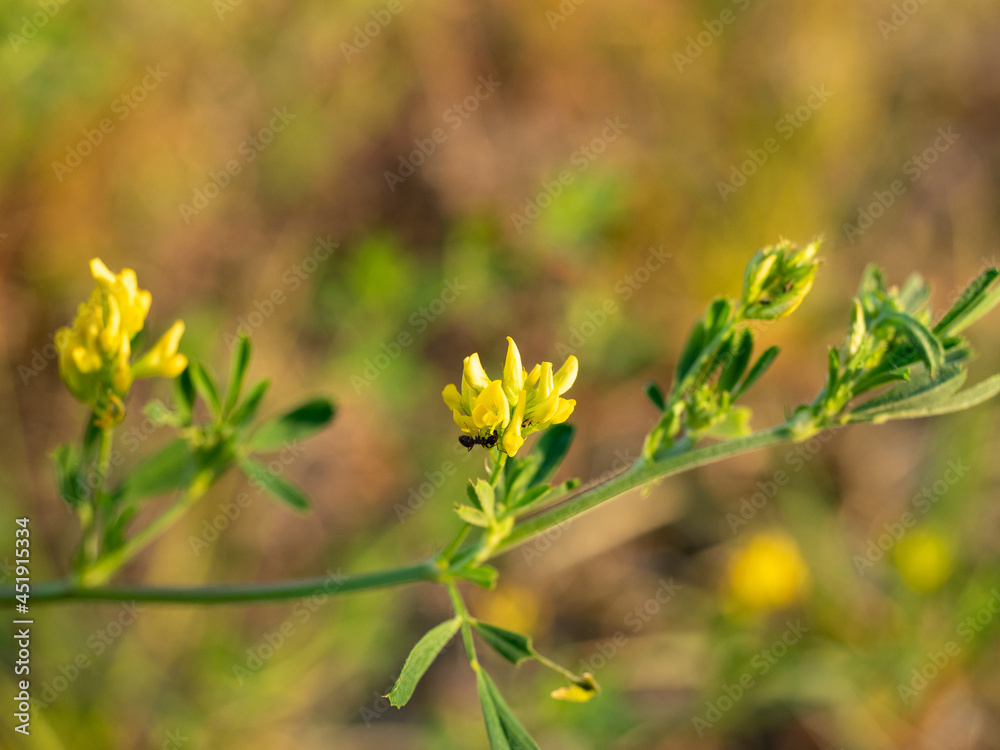 common tansy yellow field flower. Selective focus, blurred background common tansy yellow field flower. Selective focus, blurred background