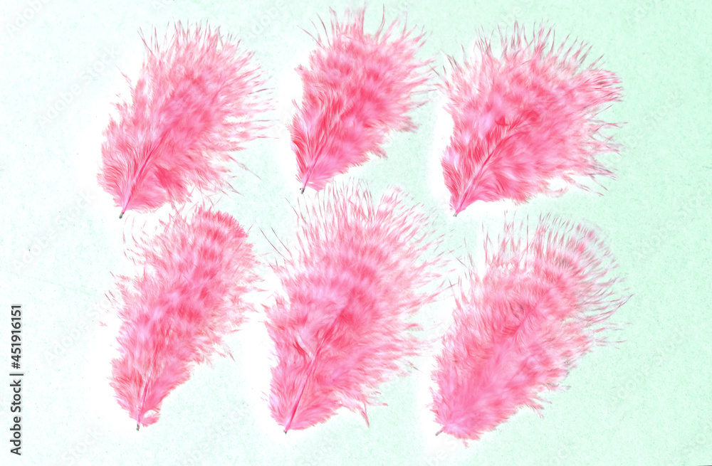 Colorized bird’s feathers. Feather Background.As abstract background