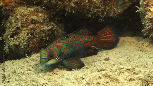 Mandarin Fish (Synchiropus splendidus) swimming over sandy rocks on coral reef photo