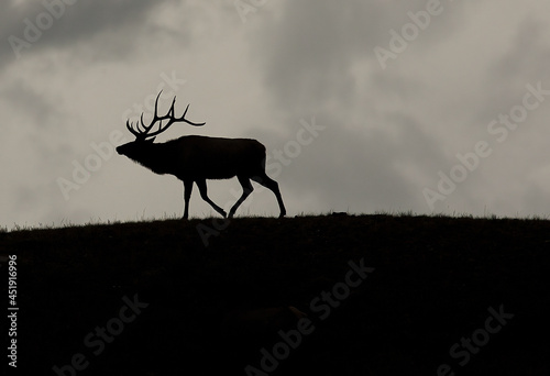 Backlit elk on hilltop