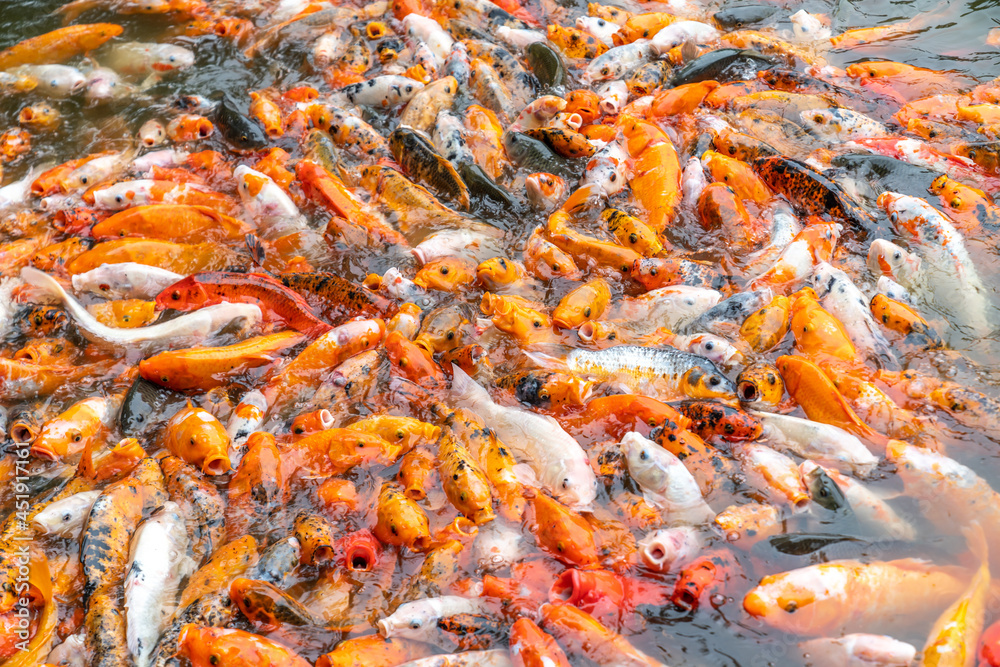 A group of koi in the pool A group of koi in the pool