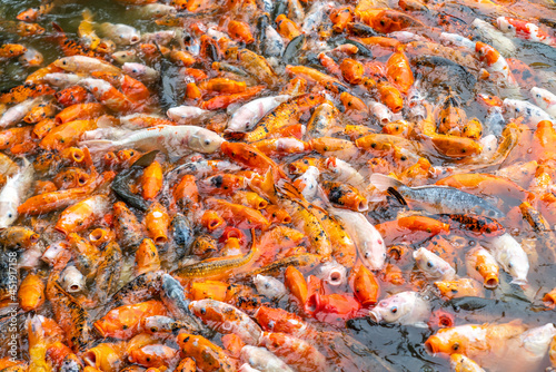 A group of koi in the pool